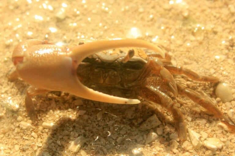 Fiddler Crab 101: Care, Diet, Setup, Tank Mates & More! - PetMeDaily